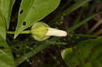 Hedge false bindweed